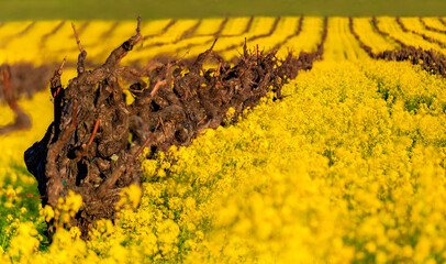 Golden yellow mustard flowers blooming between grape vines at a vineyard in the spring in Yountville Napa Valley, California, USA at the golden hour of sunsset