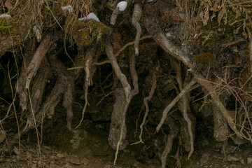 Bare tree roots. Soil, moss, areas of white snow.