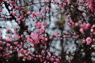 Beautiful Flower & Plants