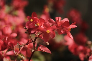 Beautiful Flower & Plants