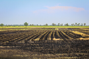 field of corn