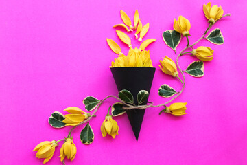 yellow flowers ylang ylang local flora of asia arrangement in black cone flat lay style on background colorful pink