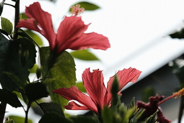 Beautiful Flower & Plants