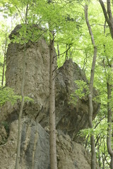 Fototapeta premium Klettern Felsen Kletterfelsen Karst Fränkische Schweiz Wald Franken