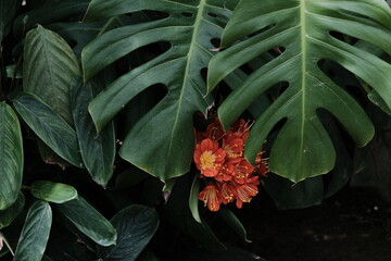 Beautiful Flower & Plants