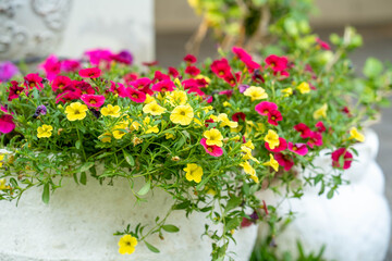 Fototapeta na wymiar Blossom mini pansy flower in flower pot.