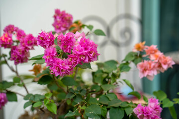 pink flowers in a garden
