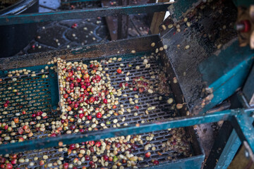Wet coffee cherry in pulping machine