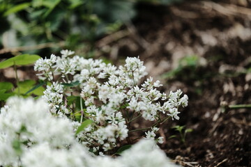 Beautiful Flower & Plants