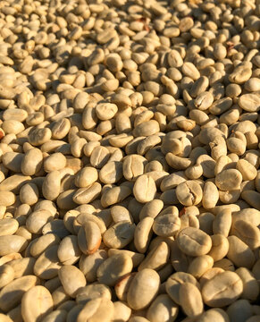 Drying Coffee Parchment Process 