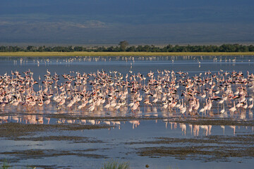 Fototapeta na wymiar Lesser flamingos feeding in lake, Amboseli National Park, Kenya