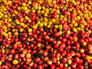 Wet coffee cherry in pulping machine