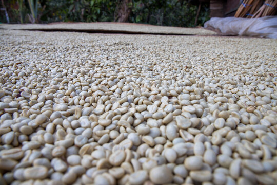 Drying Coffee Parchment Process 