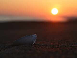 砂浜の貝に映る夕日