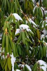 Obraz premium Frozen rhododendron leaves covered in fresh snow, as a nature background 