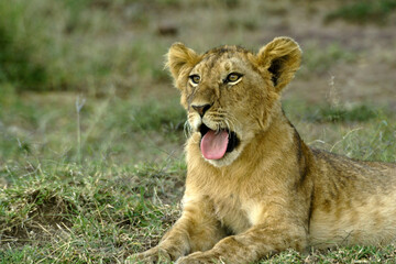 Lion cub yawning, Masai Mara Game Reserve, Kenya