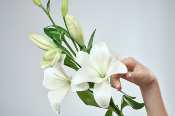 Obraz premium A bouquet of white flowers and female hands on a light background cropped view close-up
