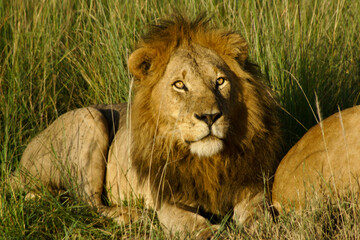 Black-maned lion resting in long grass, Masai Mara Game Reserve, Kenya