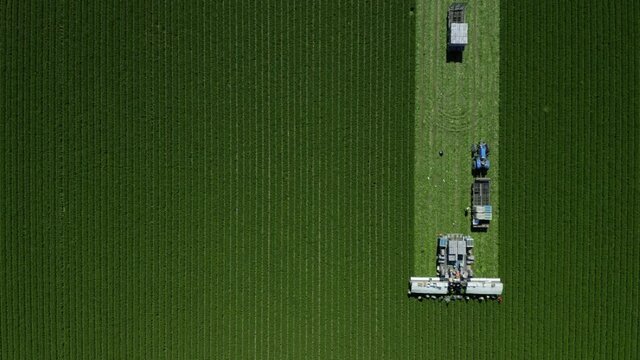 Aerial Farm Harvest Of Green Cabbage Lettuce Packing Drone Footage Overhead Sunny Day