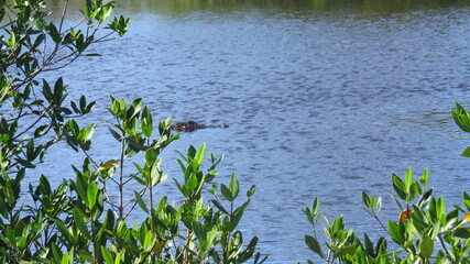 Alligator in the water