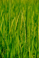 Green rice growing field in nature