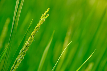 Fototapeta na wymiar Green rice growing field in nature