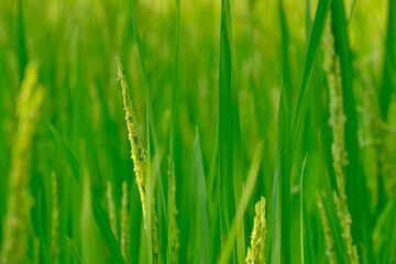 Green rice growing field in nature