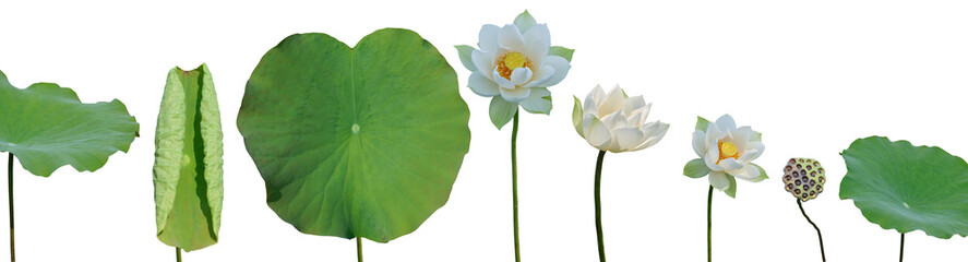 Lotus flower with green lotus leaves set isolated on white background. Have clipping path