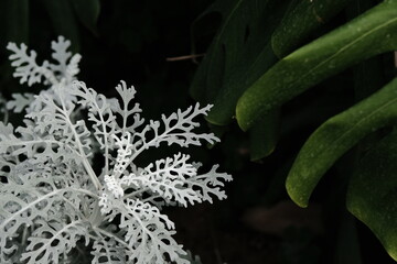 Beautiful Flower & Plants