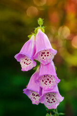 Foxglove with a Bokeh © Stefan