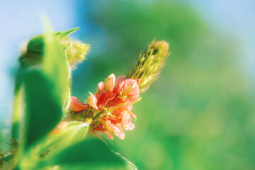 Flowers are blooming at sunlight.