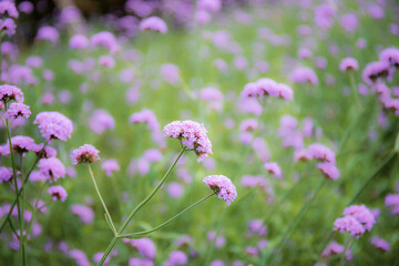 Purple flowers with beautiful of nature.