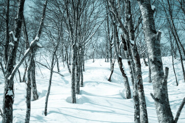Fototapeta premium 雪景色