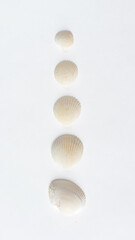 Fototapeta premium Various shells and corals on a white backdrop. Natural marine theme background with copy space.