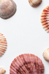 Various shells on a white backdrop. Natural marine theme background with copy space.