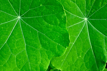 Green young leaves of Nasturtium (Tropaeolum) plant.