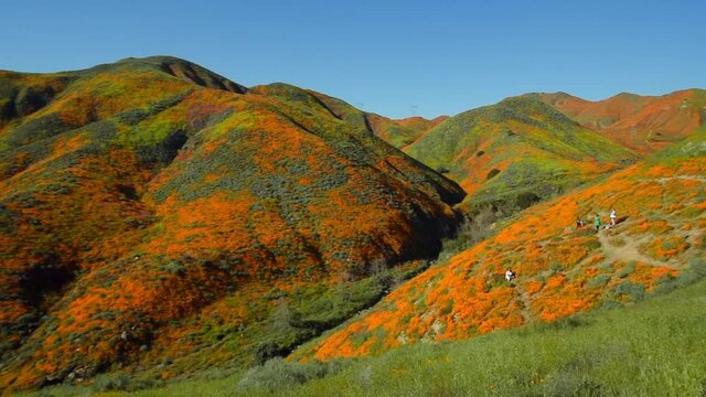 Pan left of people joyfully admiring rolling hills covered in orange wildflowers on a sunny spring day during the Southern California superbloom - Lake Elsinore, California