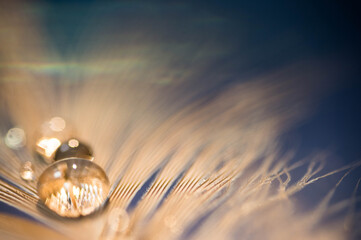 羽の上に乗る水滴