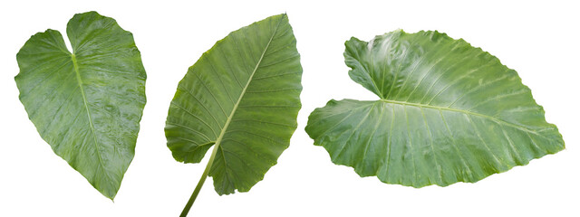 Colocasia esculenta leaves are tropical plants. It has large leaves of dark green color