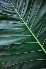 Colocasia esculenta leaves are tropical plants. It has large leaves of dark green color. Concept about resort, nature, health, relax