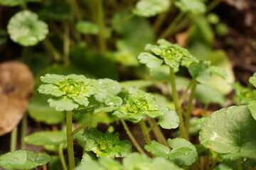 ヤマネコノメソウ　花　マクロ