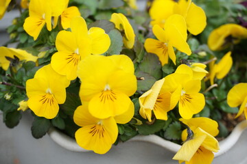 黄色いパンジーの花　花壇