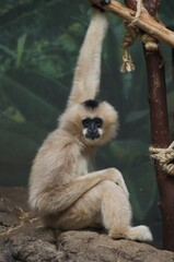 white gibbon monkey at a zoo