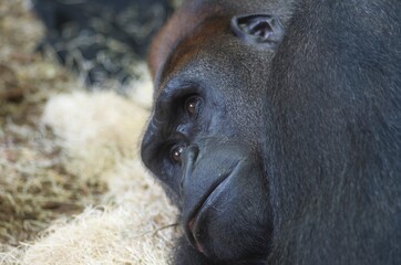 male gorilla in zoo