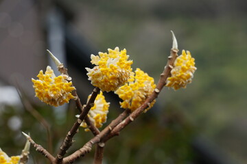 ミツマタの花ミツマタ, 花, 満開, 黄色, 自然, 植える, 緑, 植物, 咲く, マクロ, 野原, 葉, 木, 美しい, 色, アップ, 三椏, 三叉, 三枝, 結香, 幸草, 先草, 風景, 黄色い花, 群生, 春, 早春, 4月, 3月, ジンチョウゲ科, みつまた, 花びら, 落葉低木, ミツマタ属, 林, 森, 原料, 和紙, 素材, 和, 紙幣, 背景素材, 札, 和風, 材料, 　
