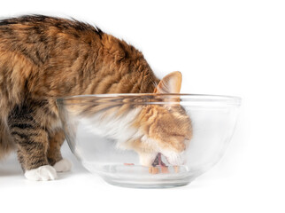 Cat eating the last pieces of kibbles from a way too large food dish. Cute multicolored kitty with mouth wide open, taking a bite. Concept for pet portion control. Isolated on white. Selective focus.
