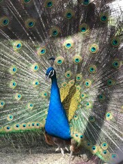 Fototapeta premium Beautiful peacock bird in zoo cage bloomed large colored tail