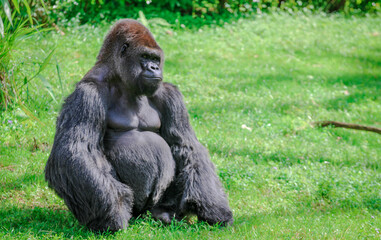 Gorilla in the grass 