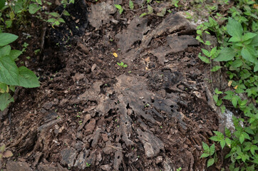 old wooden stump