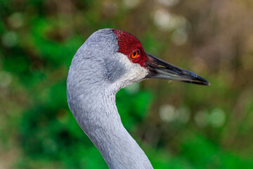 Sandhill Crane Portrait / Florida Endangered Bird 